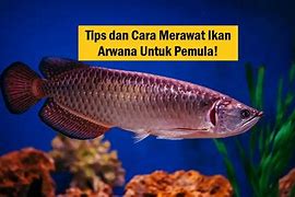 Slot Baru Ikan Arwana Terbesar Di Dunia 2024